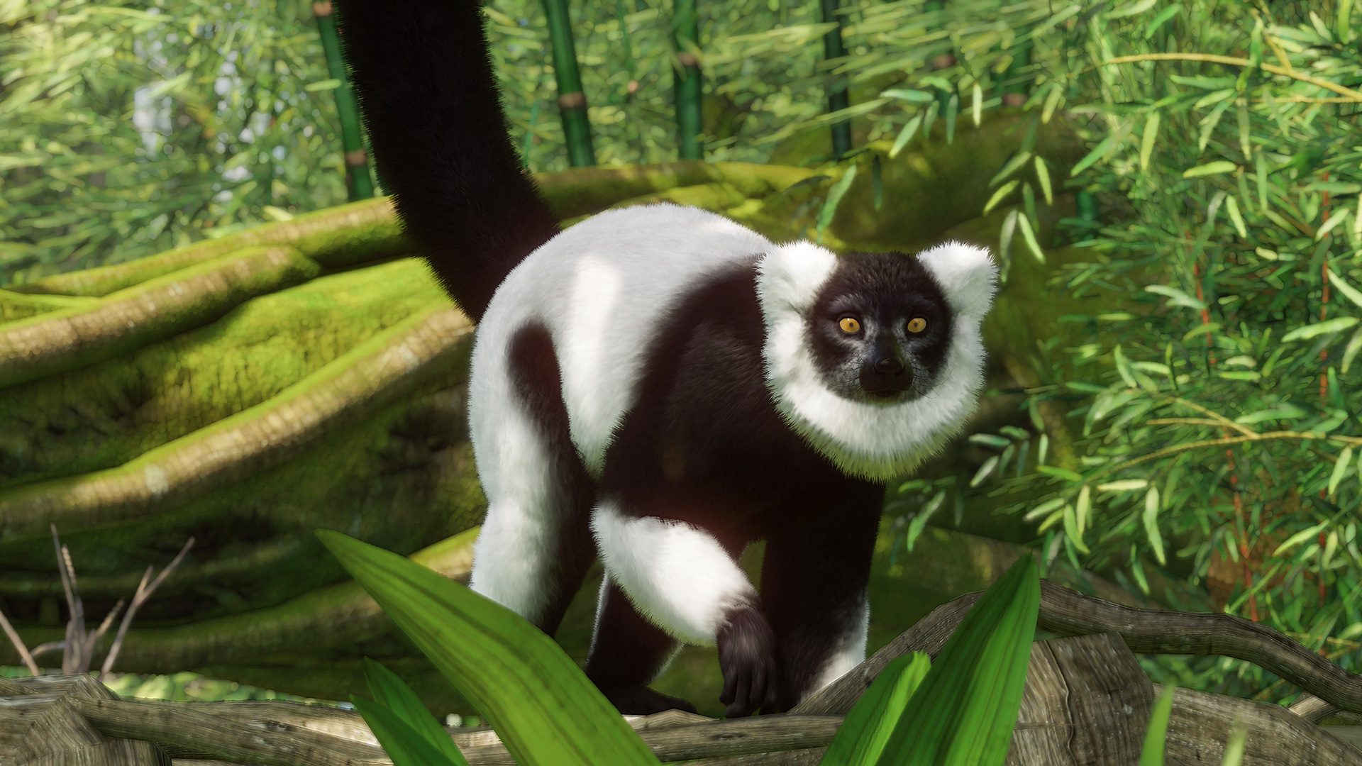 Planet Zoo black and white ruffed lemur update
