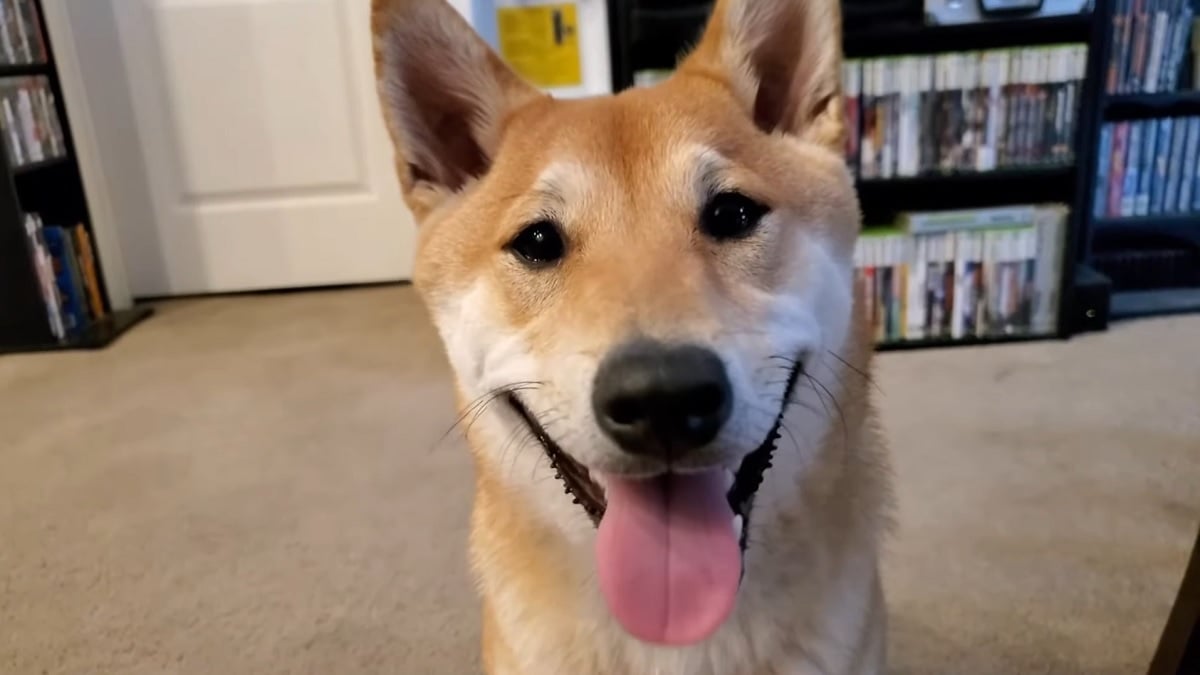 An image of a happy looking Shiba Inu dog.