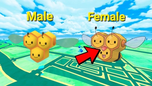 Male and female Combee differences in Pokemon Go