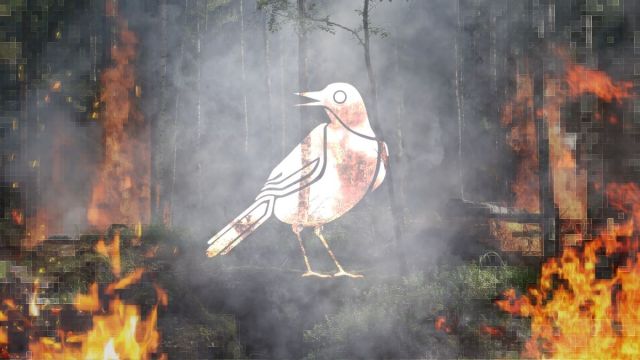 Drawing of bird in a burning forest