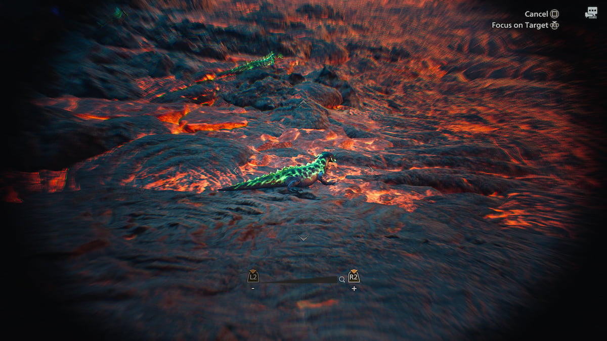 Close-up of Ember Rufflizard