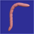 Worm bait from the Fish a Brainrot Roblox experience.