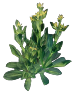 Gentian Seedlings in Enshrouded, a plant with a bunch of green leaves and small yellow flowers