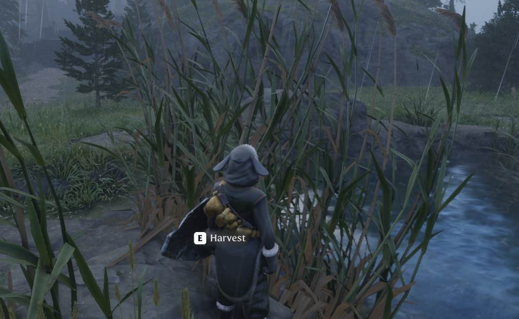 The player character wearing a lamb costume in Enshrouded stands on the side of a small pond. A tall skinny plant called Paper Reeds appear in front of them.