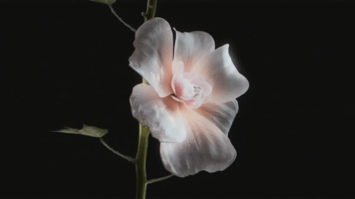 A blooming Hollyhock