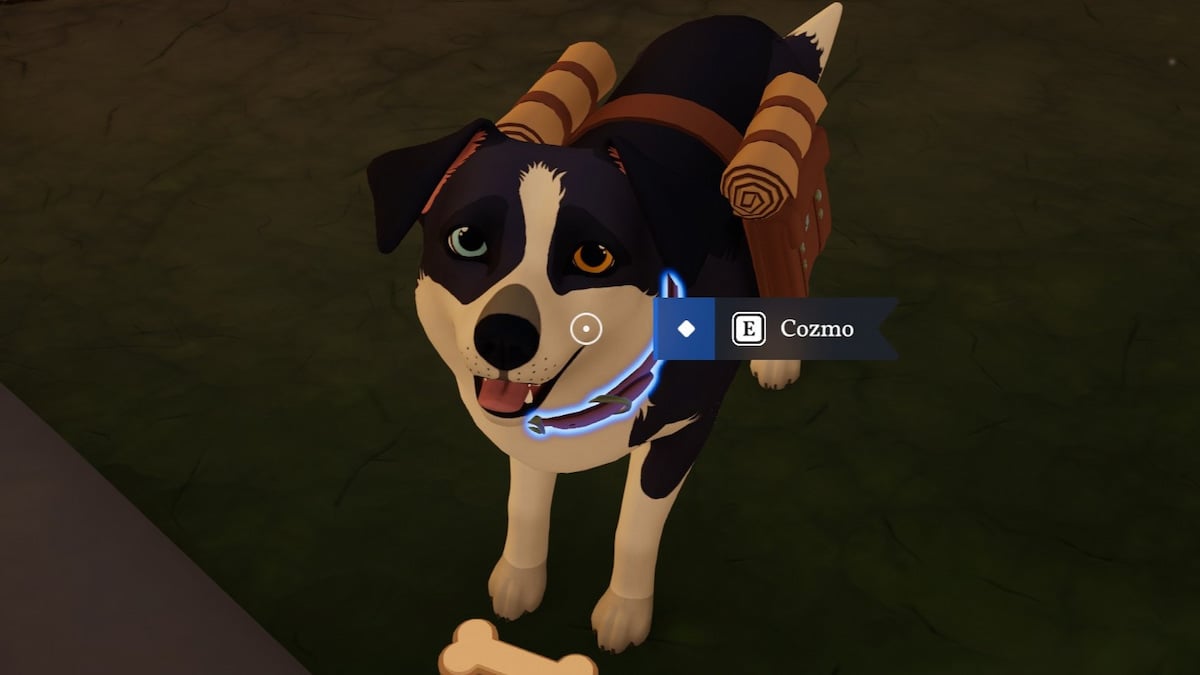 A black and white dog in outbound