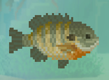 Dave the Diver Bluegill