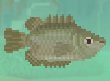 Dave the Diver Kissing Gourami