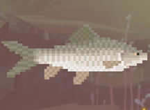Dave the Diver Mud Carp