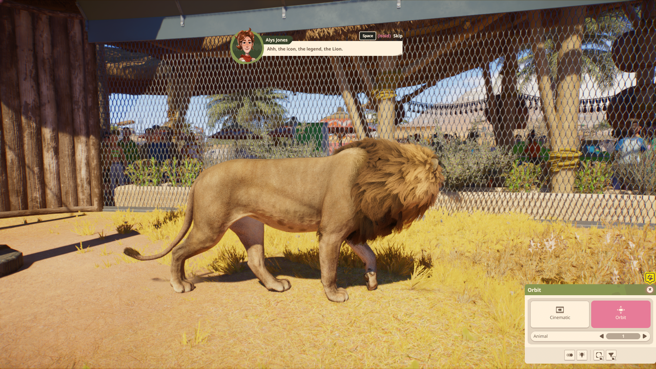 A lion in an enclosure